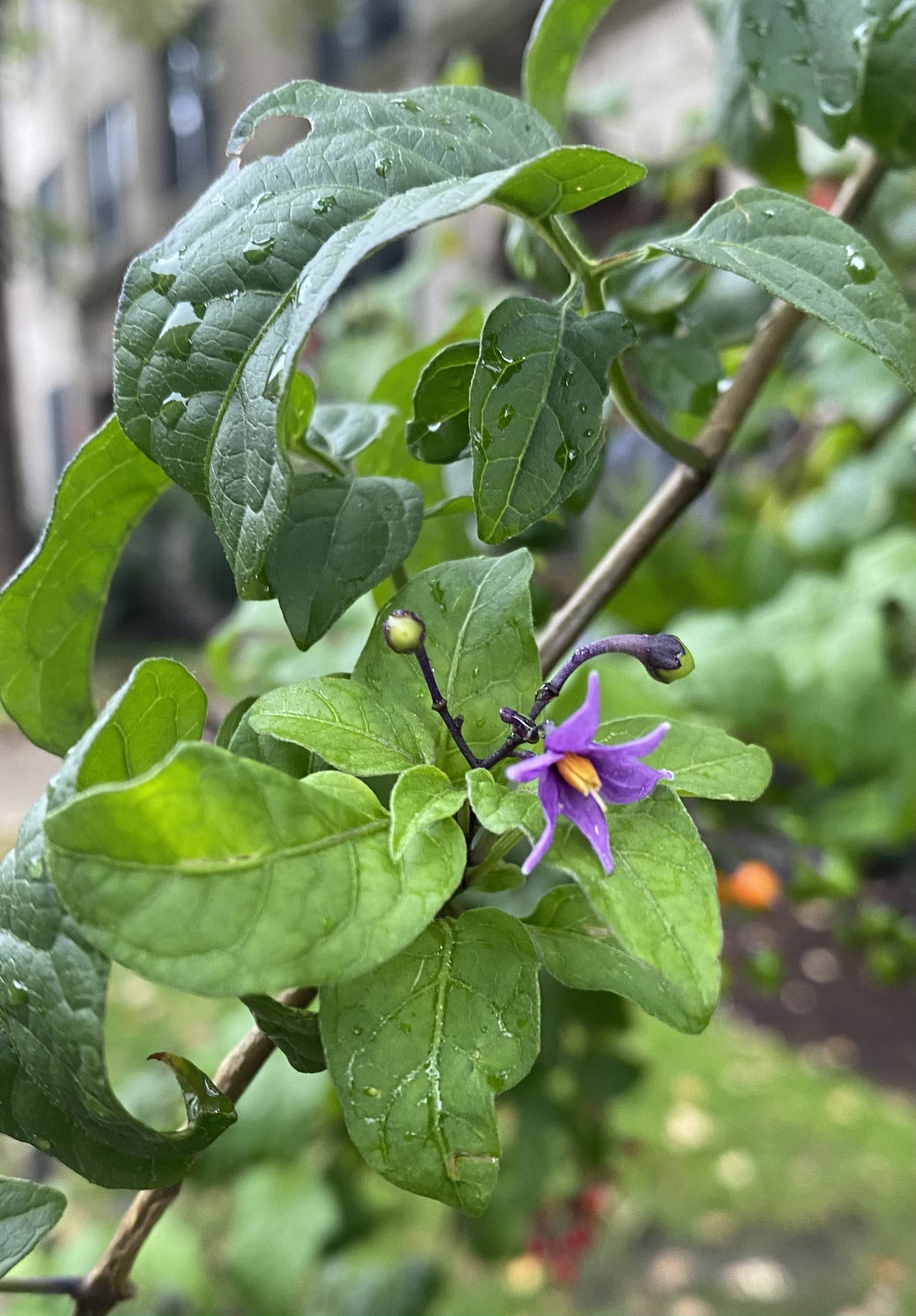 Climbing Nightshade photo 7