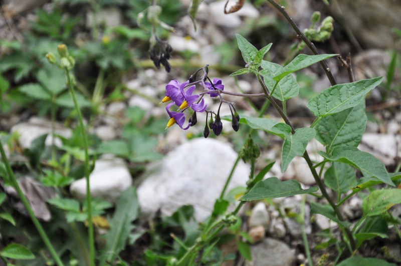 Climbing Nightshade photo 2