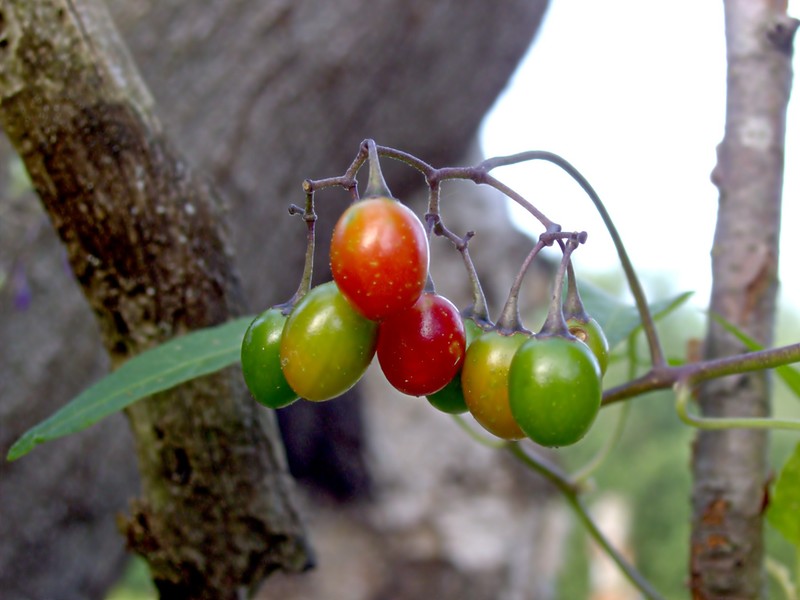 Climbing Nightshade photo 8