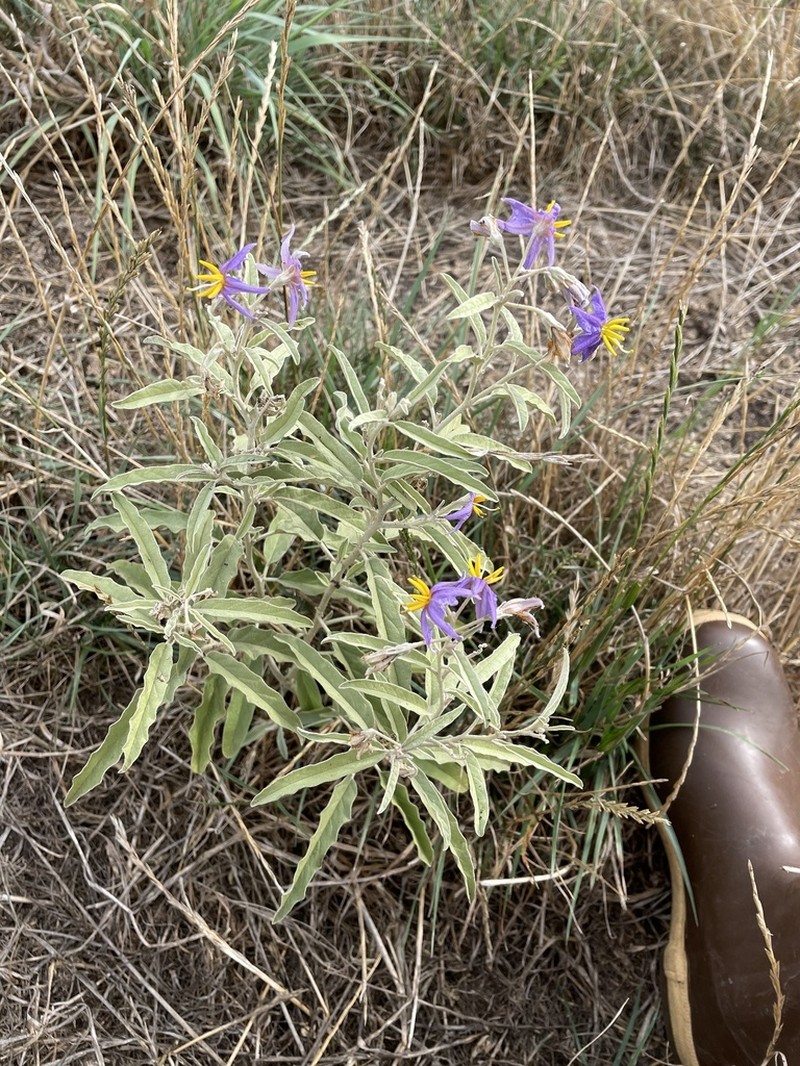 Silverleaf Nightshade photo 4