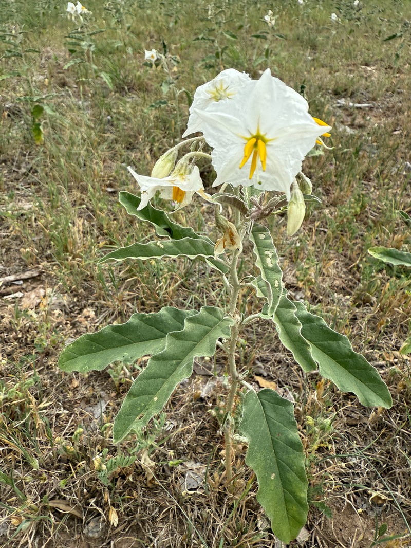 Silverleaf Nightshade photo 5