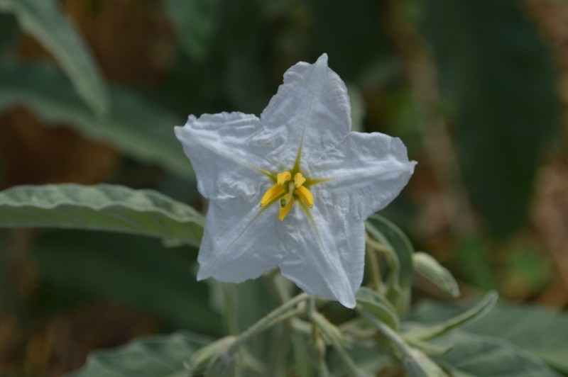 Silverleaf Nightshade photo 6