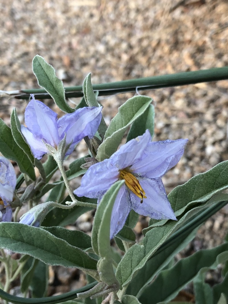 Silverleaf Nightshade photo 7