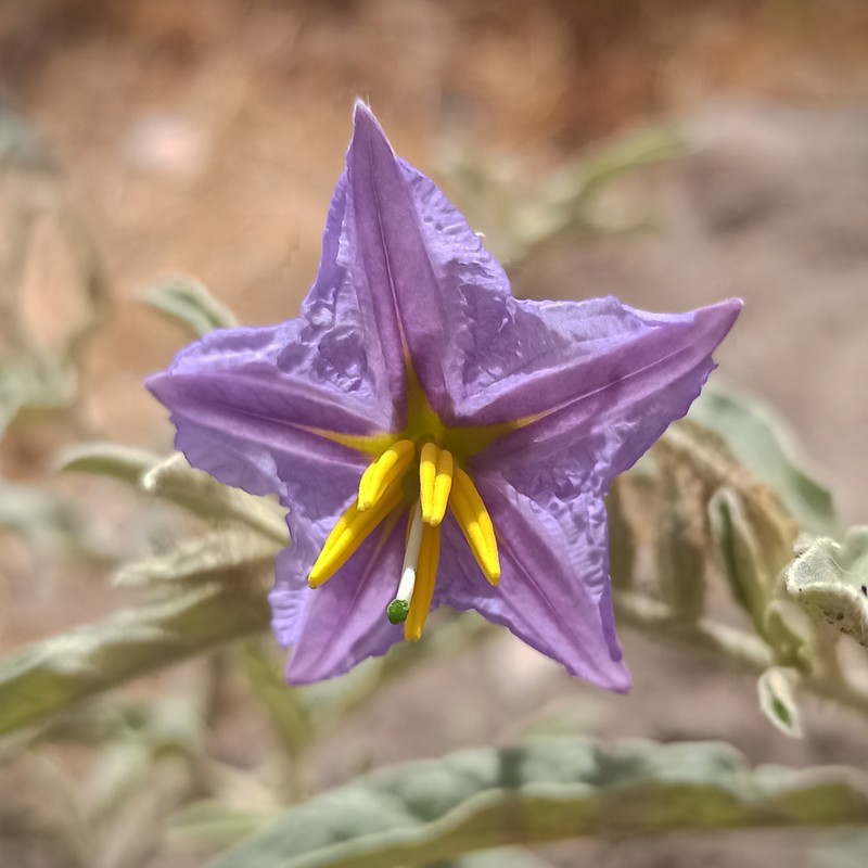 Silverleaf Nightshade photo 4