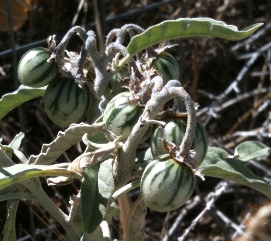 Silverleaf Nightshade photo 5