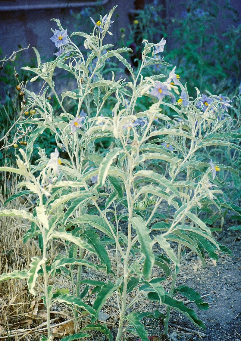 Silverleaf Nightshade