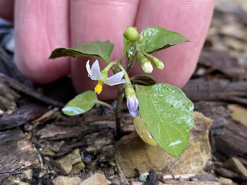Solanum emulans