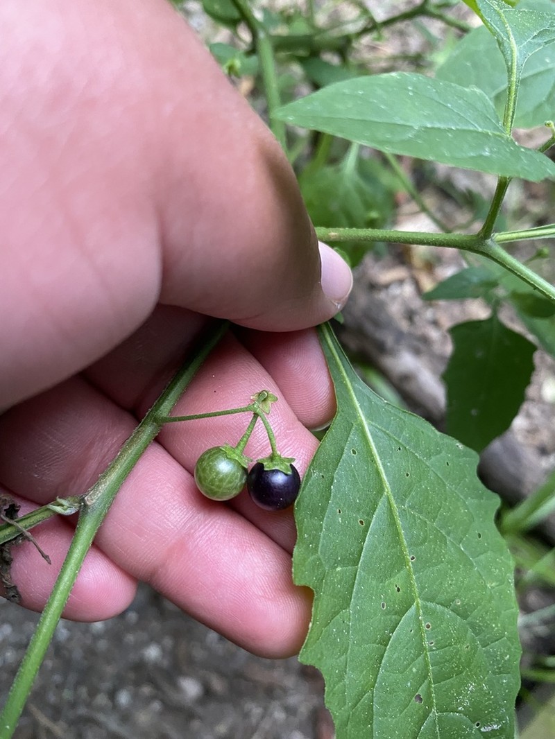 Solanum emulans photo 2