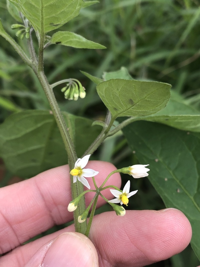 Solanum emulans photo 3