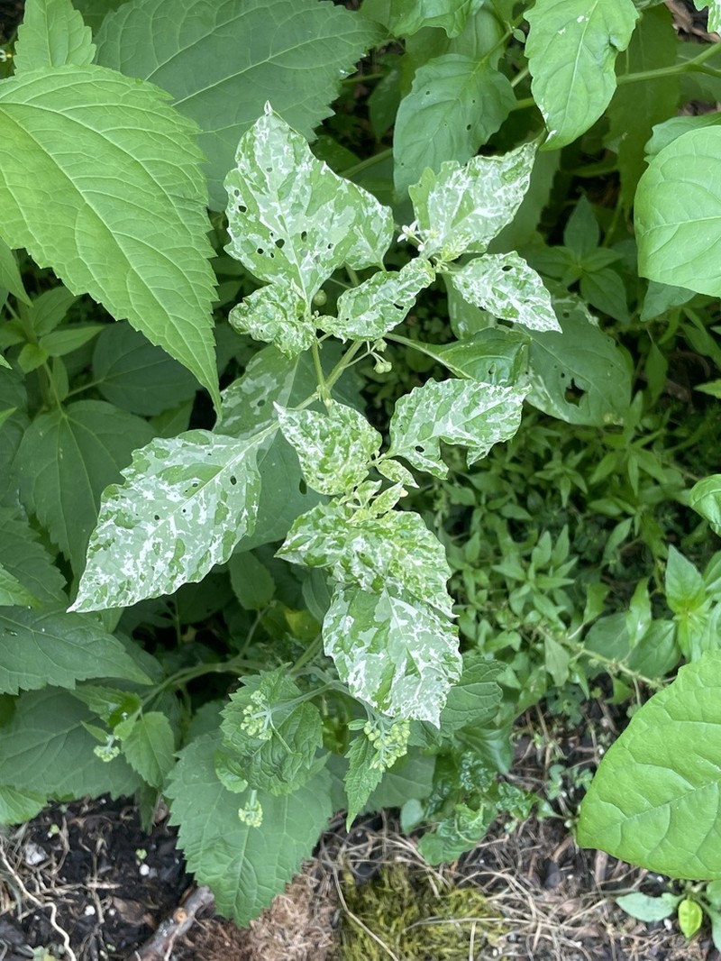 Solanum emulans photo 4