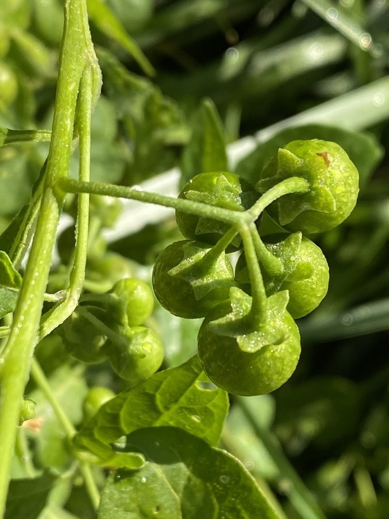 Solanum emulans photo 5