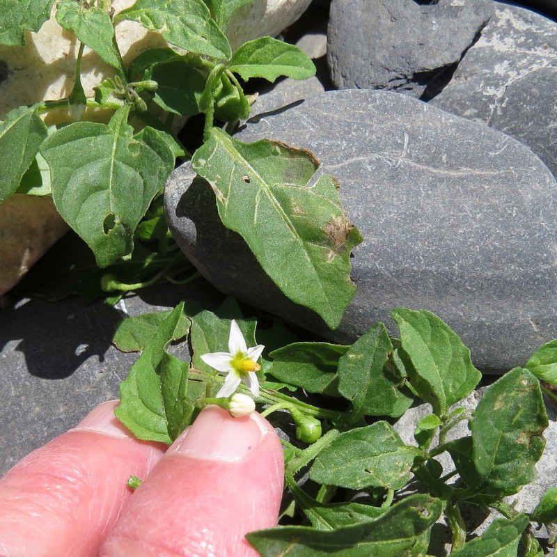 Solanum emulans photo 6