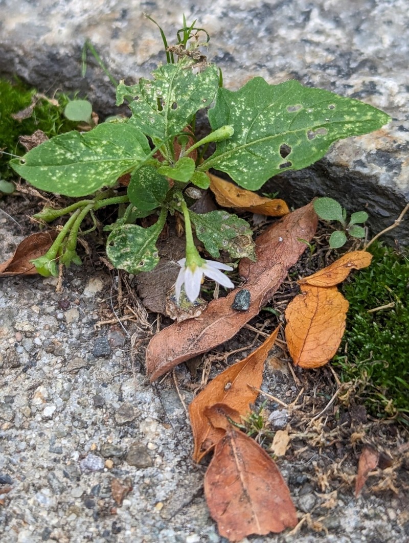 Solanum emulans photo 7