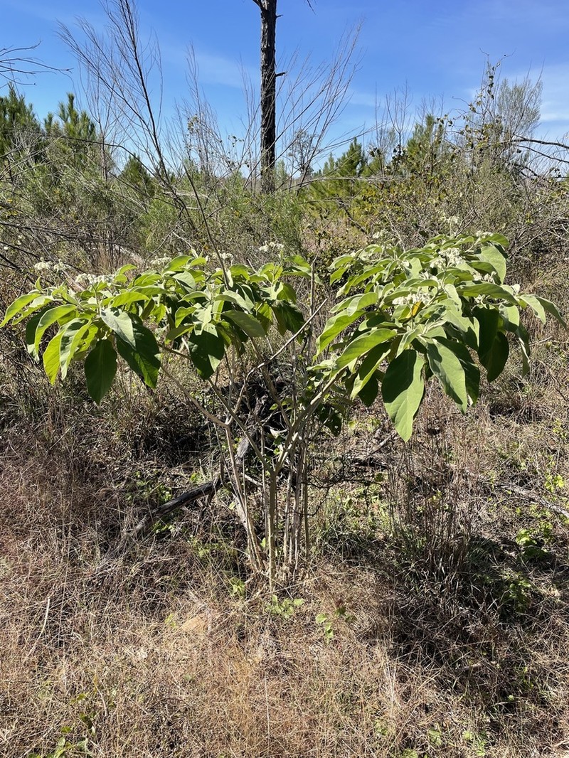 Potatotree photo 4