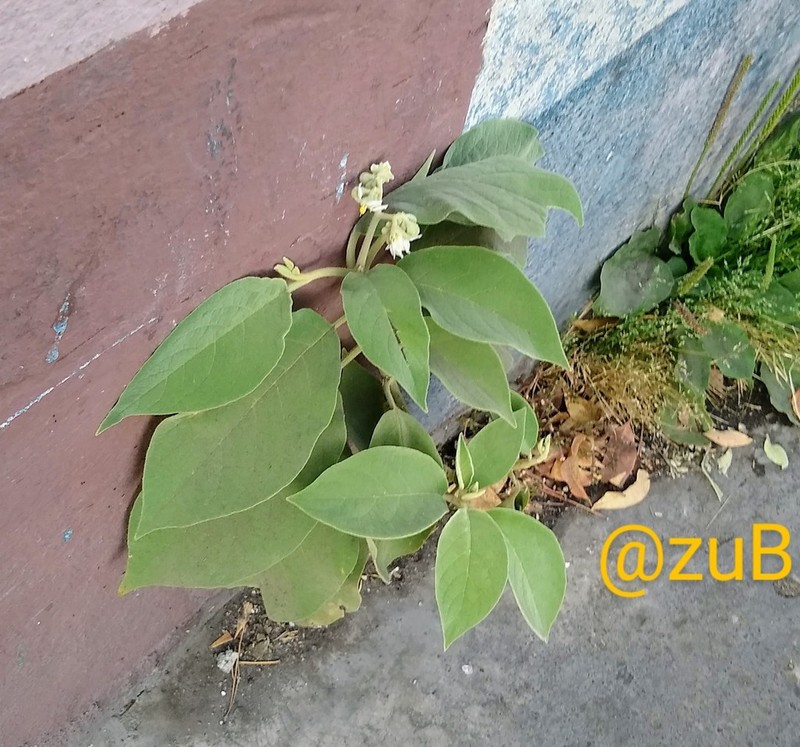 Potatotree photo 6