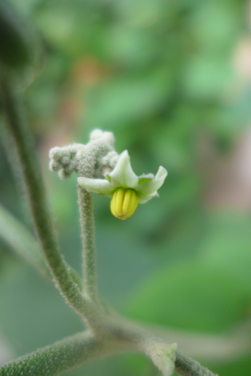 Potatotree photo 7