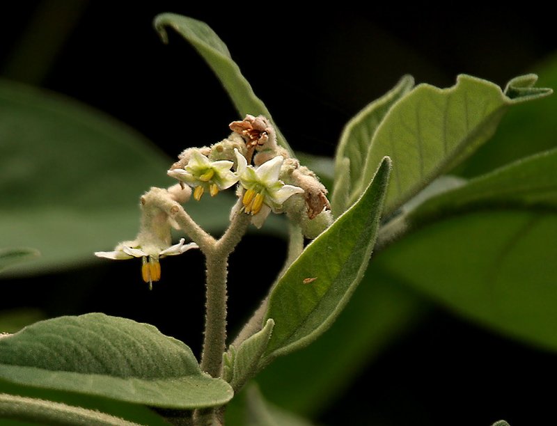 Potatotree photo 4