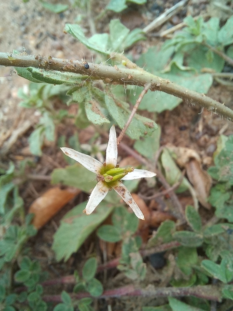 Solanum fernandesii photo 2
