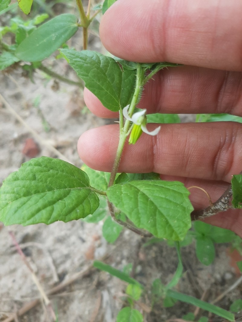 Solanum fernandesii photo 5