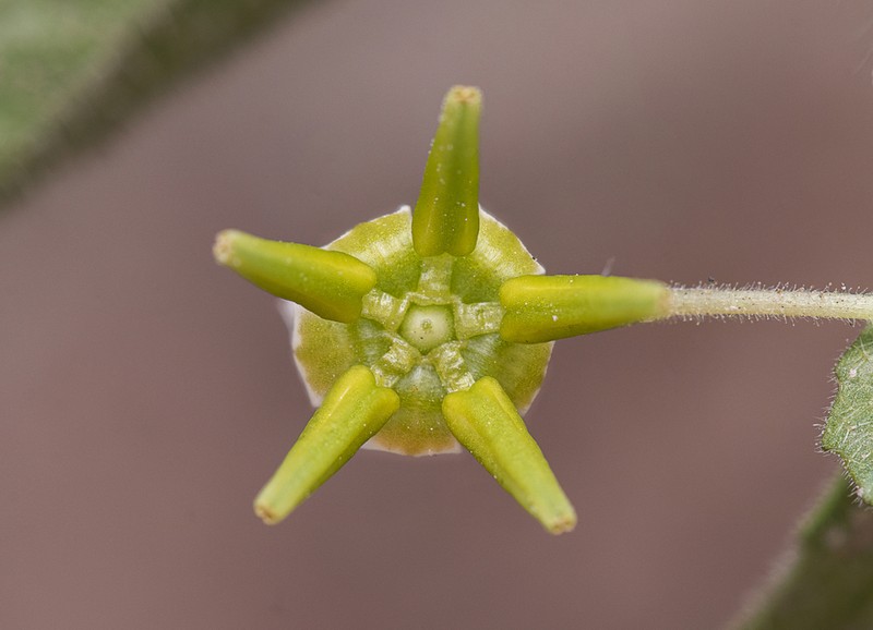 Solanum fernandesii photo 6