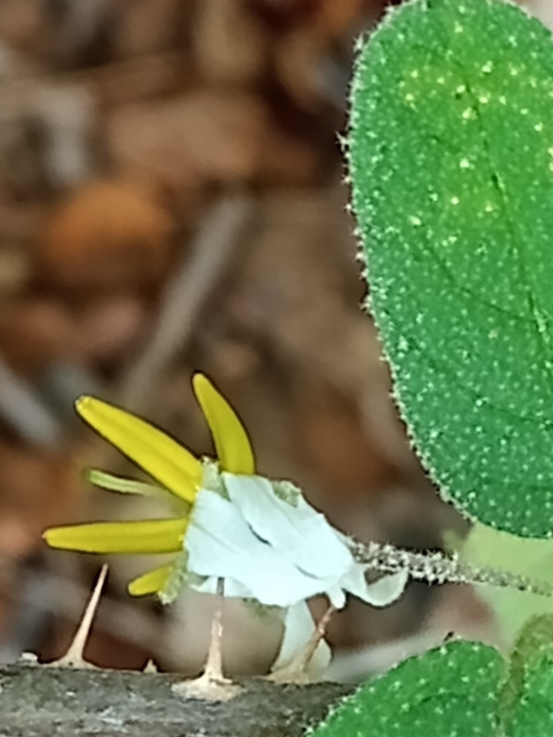 Solanum fernandesii photo 7