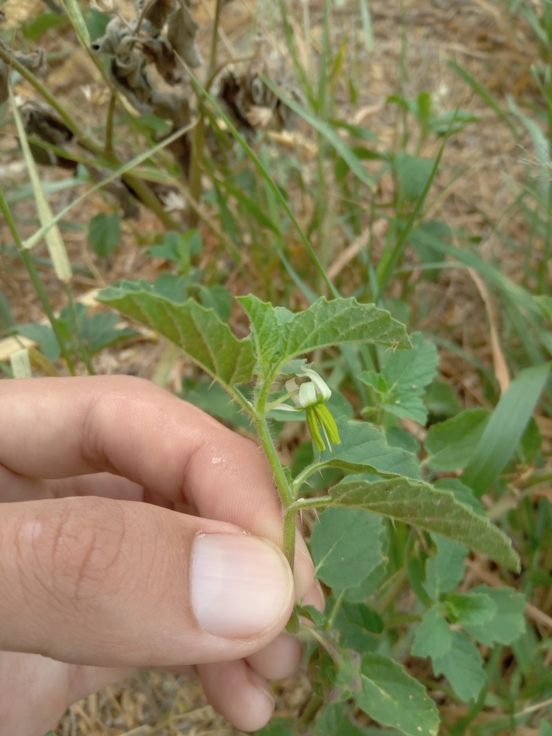 Solanum fernandesii photo 8