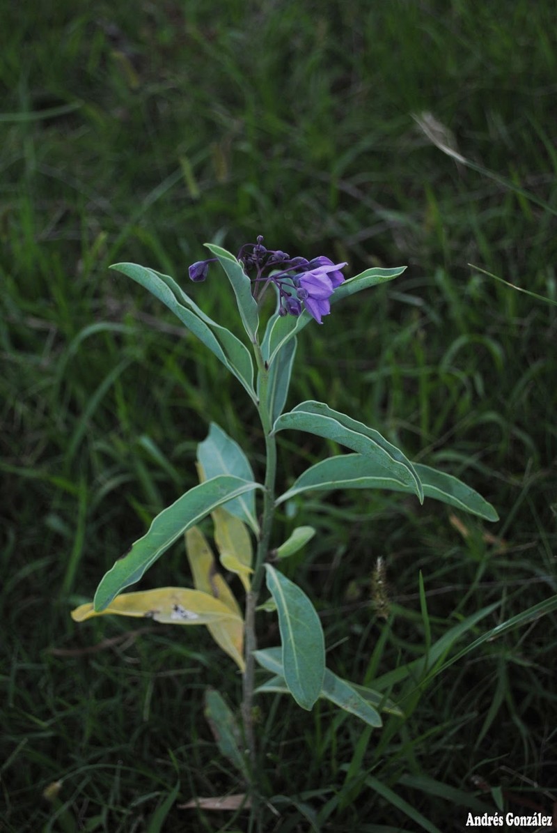 Waxyleaf Nightshade