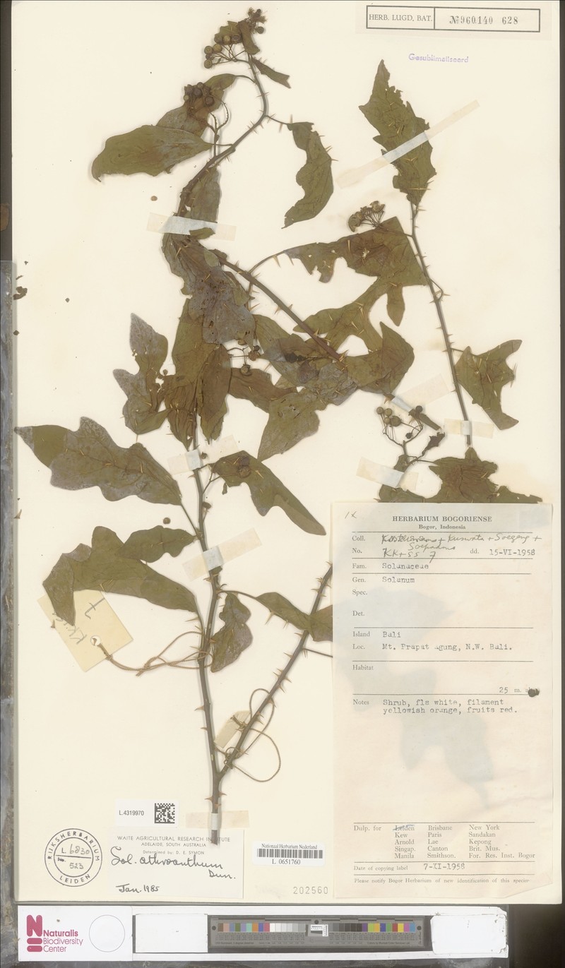 Solanum graciliflorum