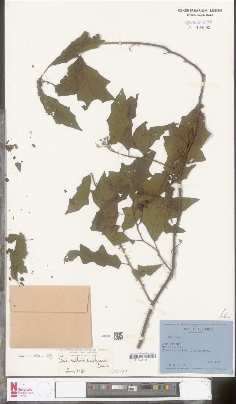 Solanum graciliflorum photo 2
