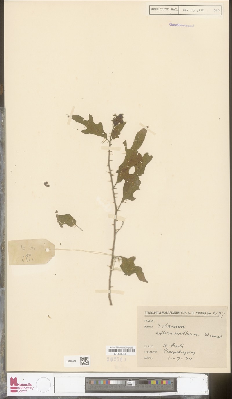 Solanum graciliflorum photo 3