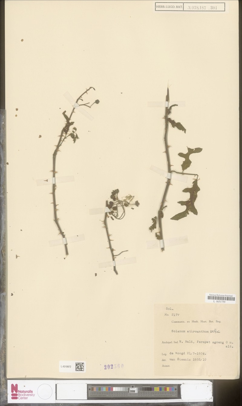 Solanum graciliflorum photo 4