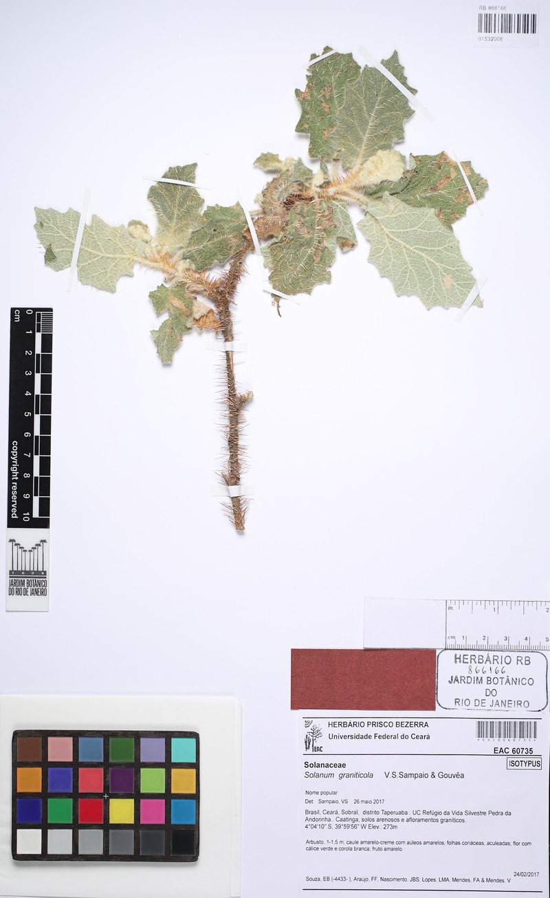 Solanum graniticola