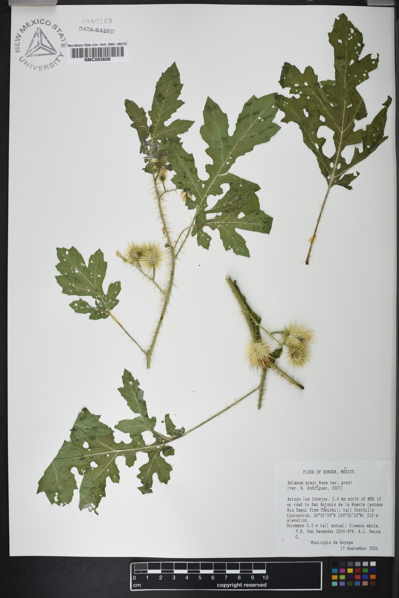 Solanum grayi var. grayi