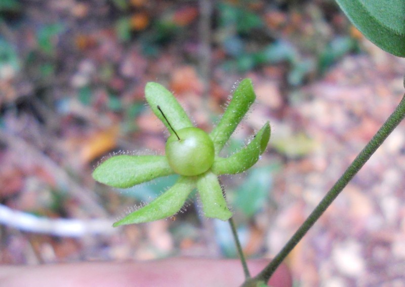 Solanum helix