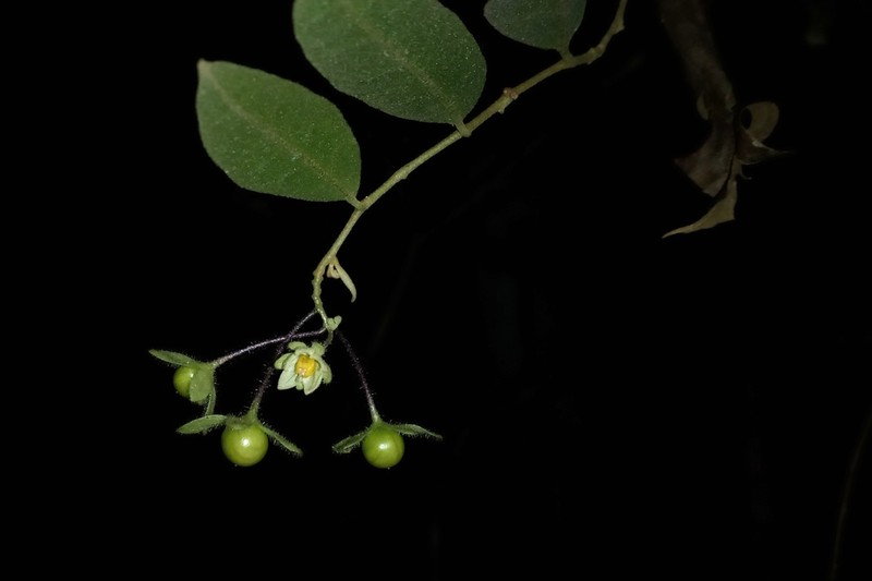Solanum helix photo 2
