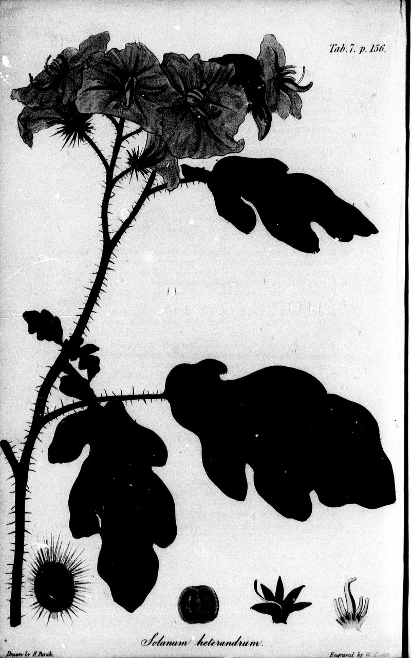 Melonleaf Nightshade photo 4