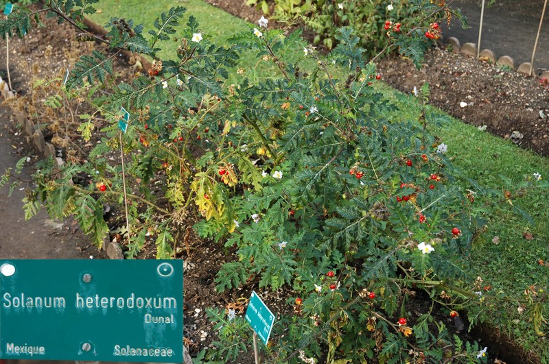 Melonleaf Nightshade photo 2