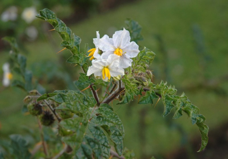 Melonleaf Nightshade