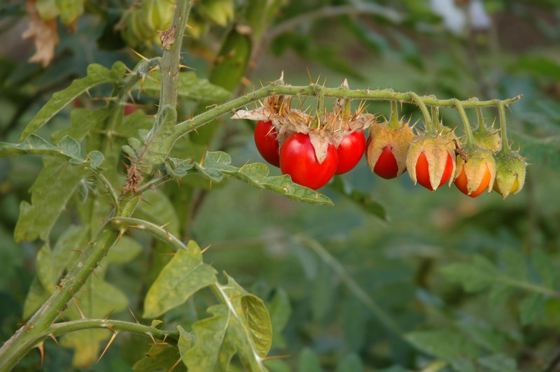 Melonleaf Nightshade photo 3