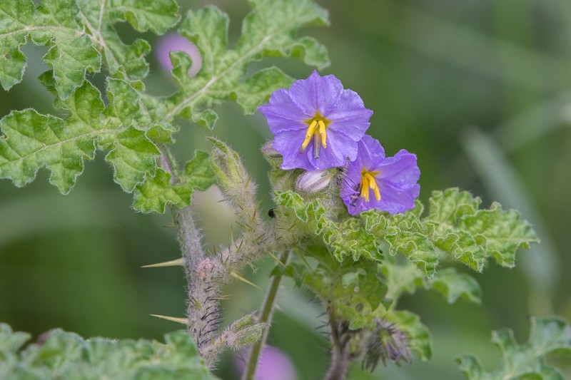 Melonleaf Nightshade photo 4