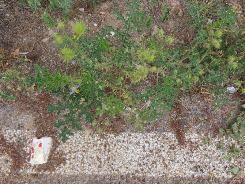 Melonleaf Nightshade photo 5