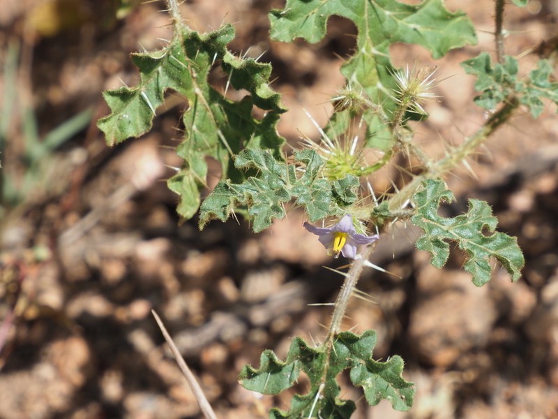 Melonleaf Nightshade photo 6