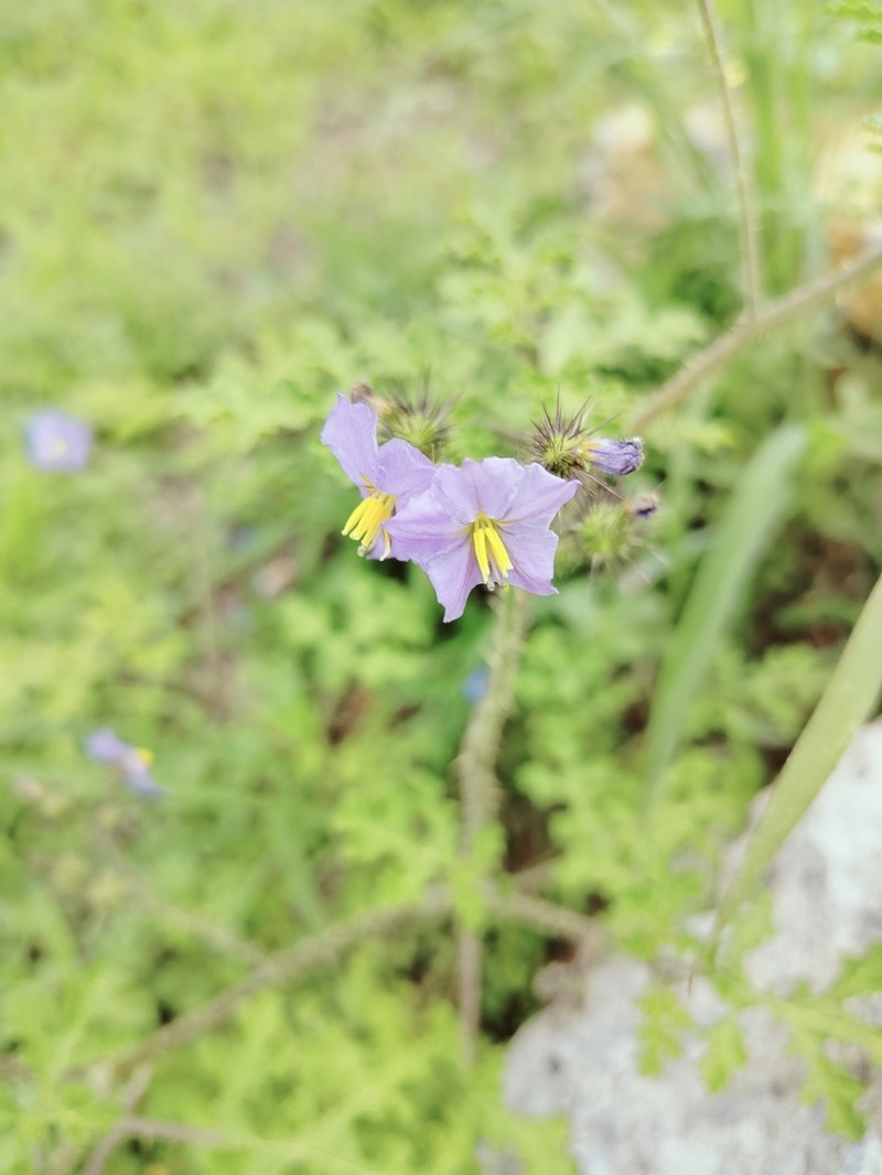 Melonleaf Nightshade photo 8