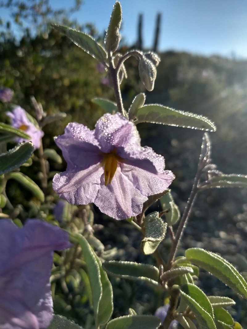 Hinds' Nightshade