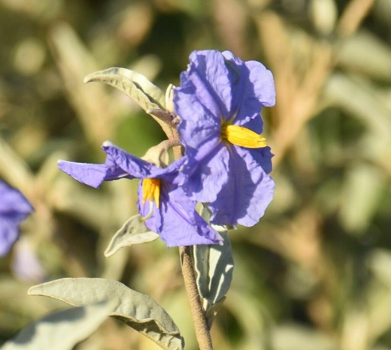 Hinds' Nightshade photo 2