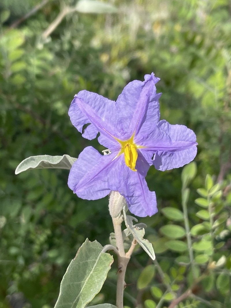 Hinds' Nightshade photo 3