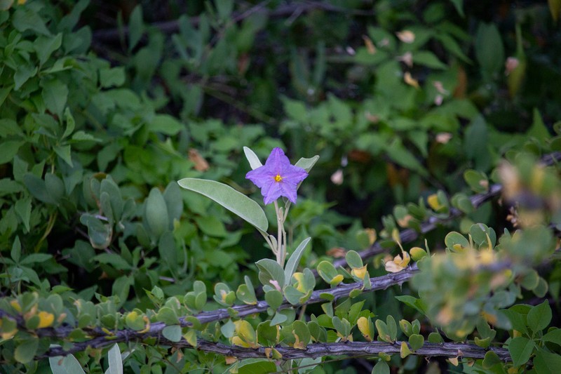 Hinds' Nightshade photo 4