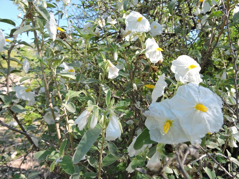 Hinds' Nightshade photo 5