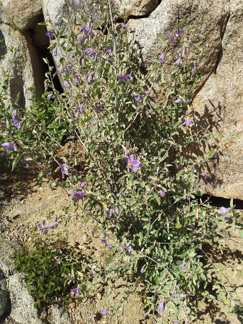 Hinds' Nightshade photo 6
