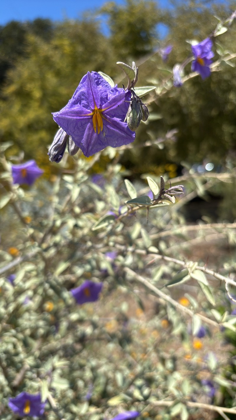 Hinds' Nightshade photo 7